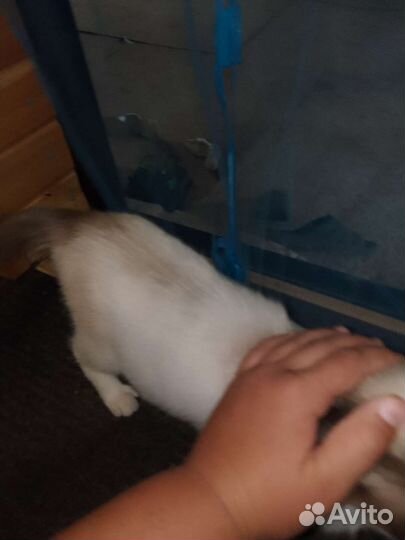 Кот в добрые руки