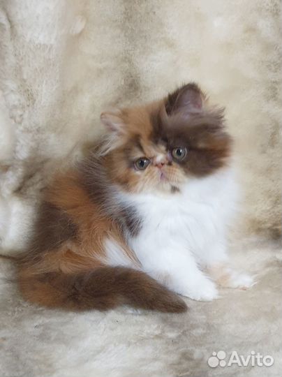 Персидский котёнок(продан)