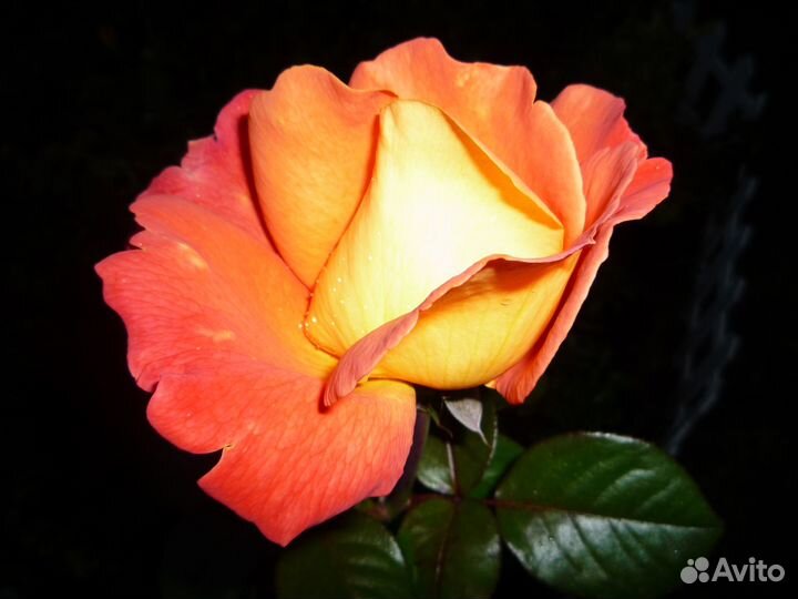 Домашняя библиотека