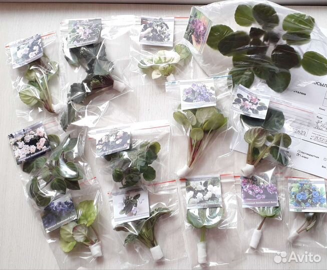 Фиалки-трейлеры Набор новичка: 5 свежеср.пасынков