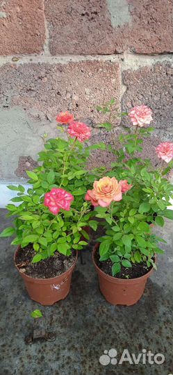 Розы