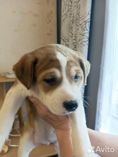 Собаки щенки