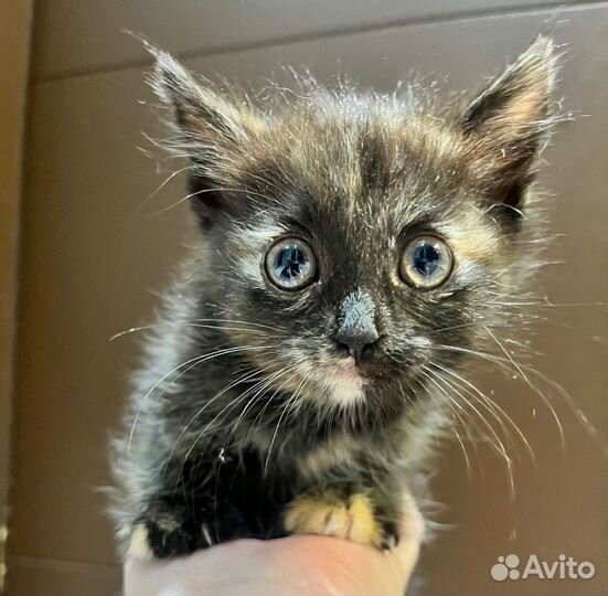 Спасите Бусинку