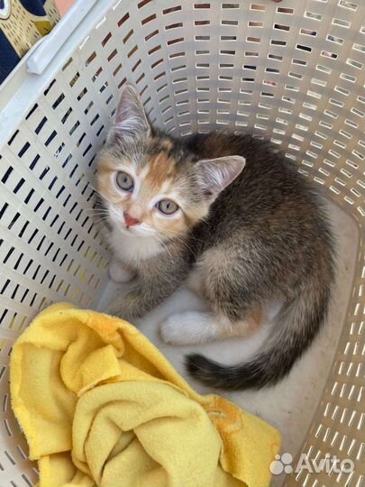 Котенок в добрые руки