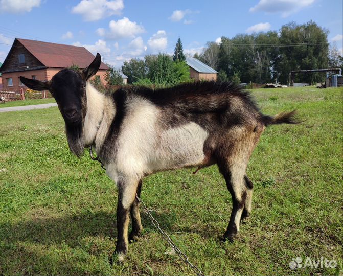 Козел альпийский