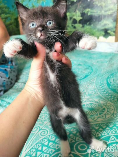 Котики в добрые руки