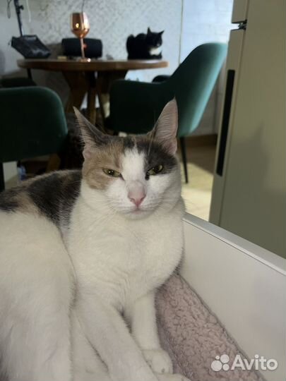 Кошка в добрые руки