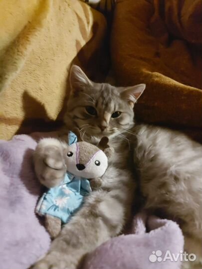 Котенок боб