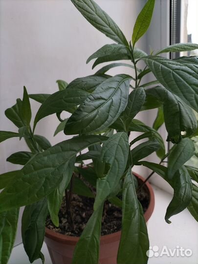 Пахистахис