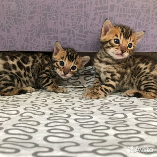 Бенгальские котята