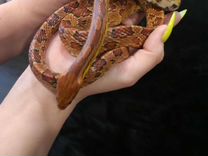 Змея маисовый полоз