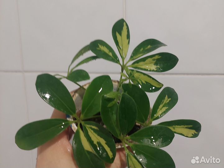 Шефлера вариегатная