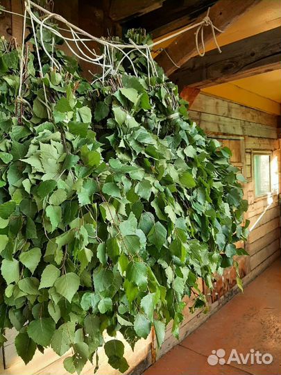 Веник березовый