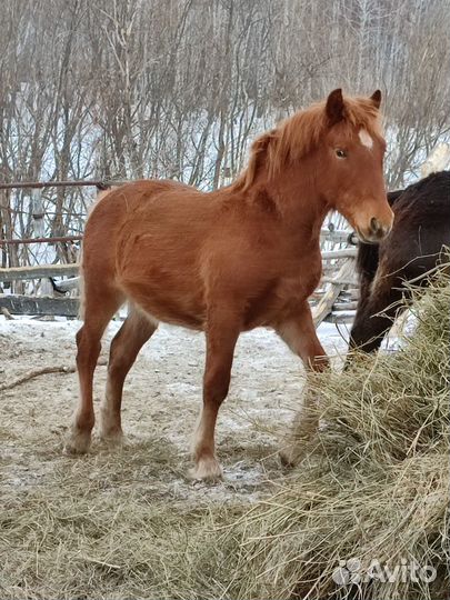 Продам жеребят