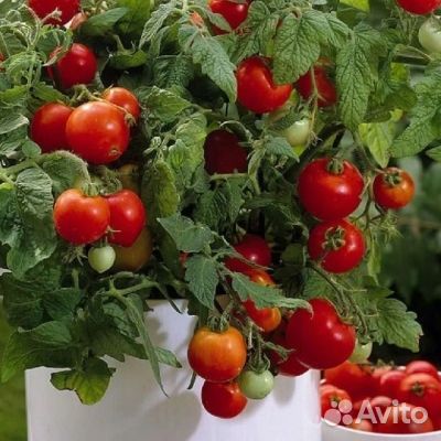 Семена Томат Гном Ред Робин (Red Robin)