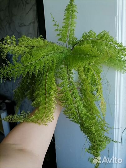 Нефролепис ажурный