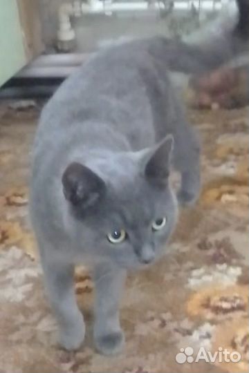 Ищем дрбрые руки котику
