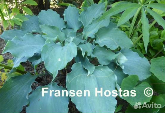 Голубая хоста фризиан вейвин стил