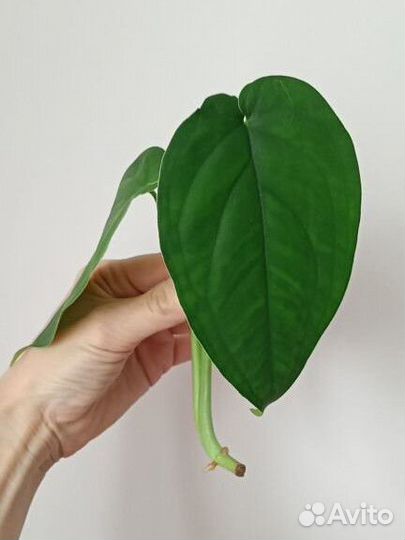 Сингониум, монстера