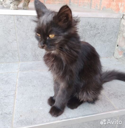 Отдам в добрые руки