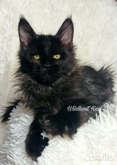 Черный котик мейн кун