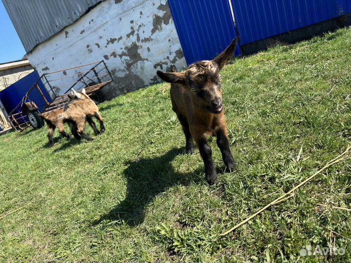 Чешско-альпийские козы и козочки