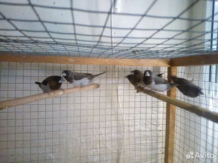 Японские, зебровые амадины