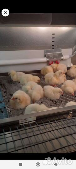 Цыплята Кобб 500