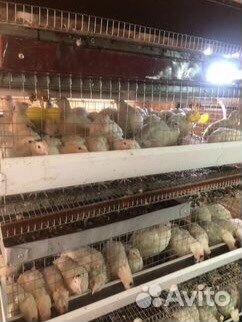 Живые перепела