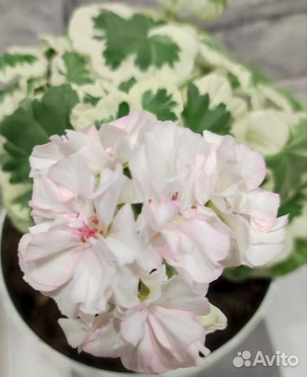 Герань пеларгония сортовая черенки