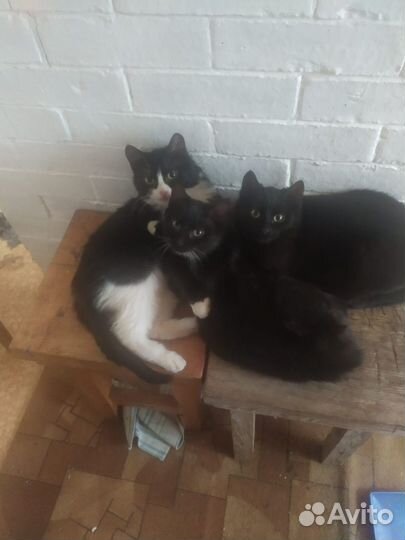 Котята выживают на даче