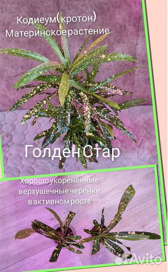 Комнатные цветы.Кодиеум (кротон), шеффлера