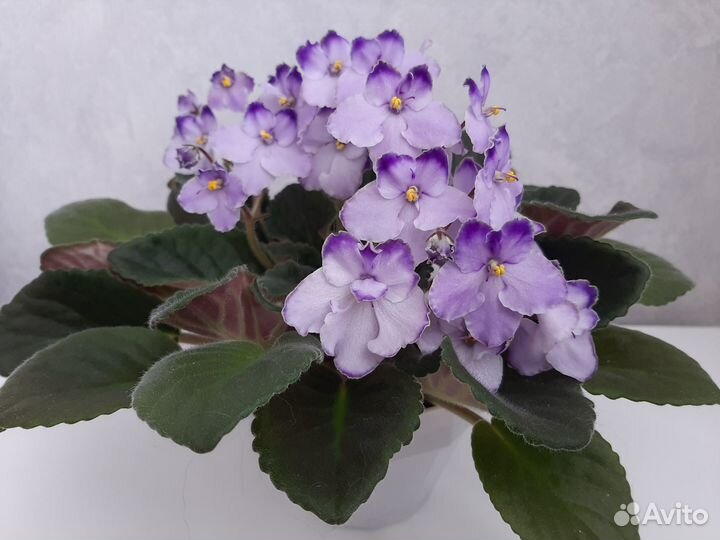 Детка фиалки