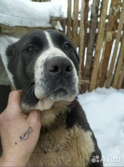 Отдам даром бесплатно в дар собаку