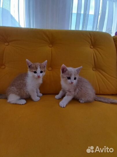 Красивые котики