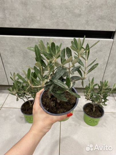 Оливковое дерево саженец