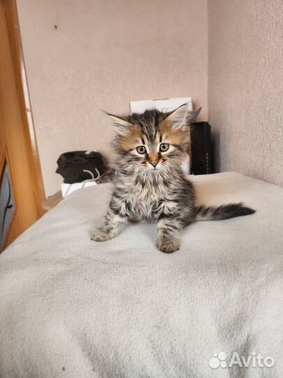 Кошечка котенок как мейн-кун