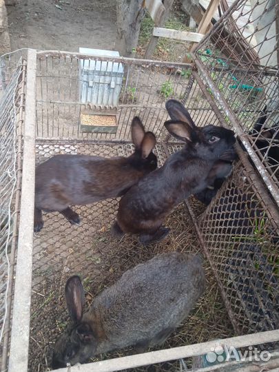 Кролики молодняк