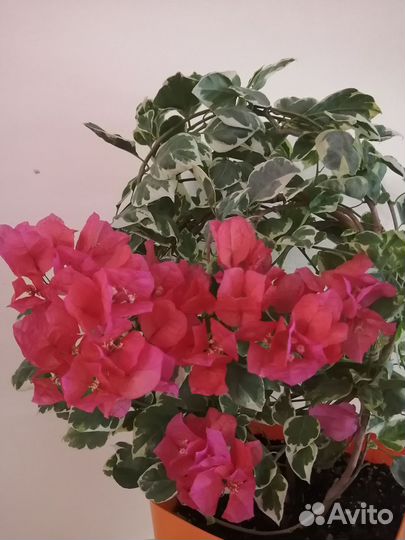 Бугенвиллии