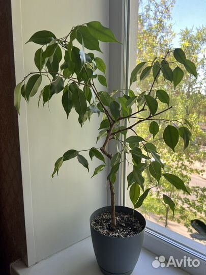 Фикус бенджамина