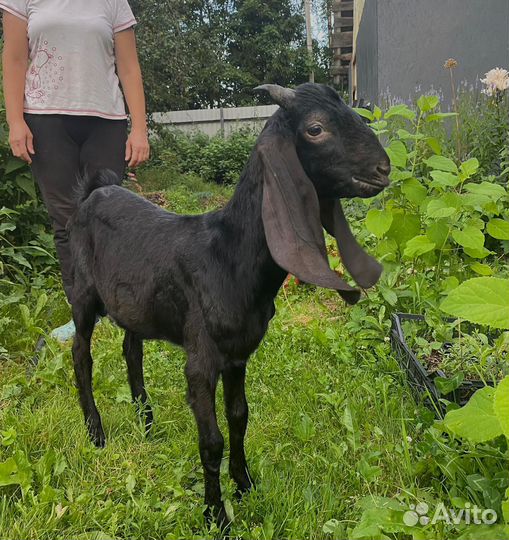 Англо нубийский козел вязка, продажа