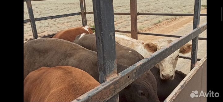 Бычки симменталы