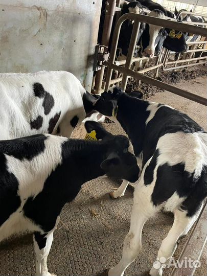 Ч Бычки и Тёлки 1-2 мес