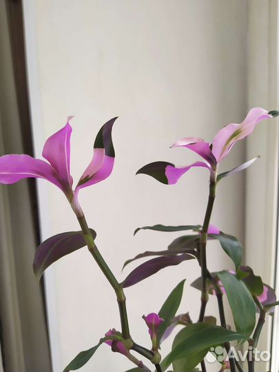 Традесканция Застенчивая невеста