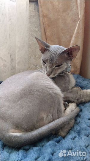 Кошка Сфинкс бесплатно