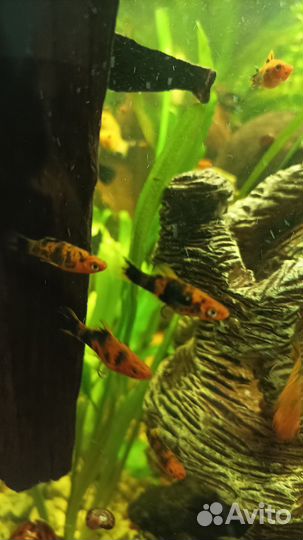 Аквариумные рыбки меченосцы