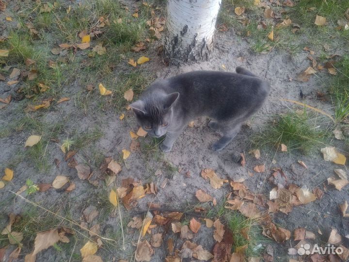 Британская кошка бесплатно