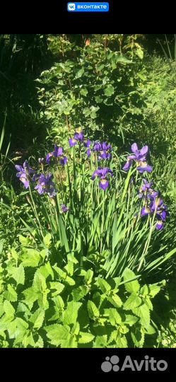 Многолетние цветы для сада(много разных)