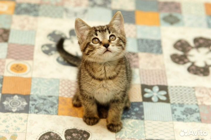 Котёнок Кексик в дар