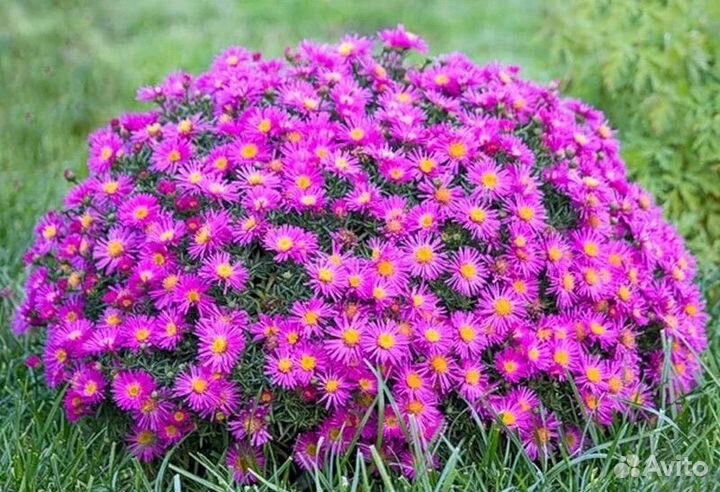 Астра шаровидная многолетняя